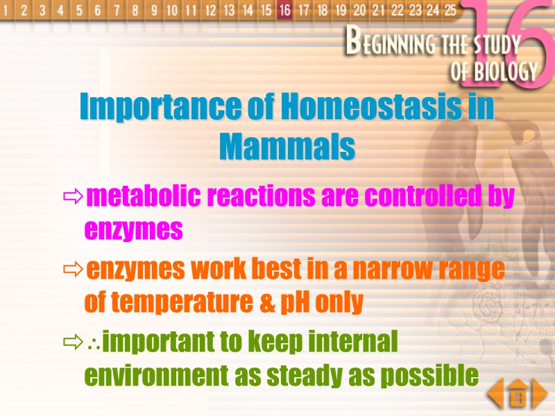 Importance of Homeostasis in Mammals metabolic reactions are controlled by enzymes enzymes work best